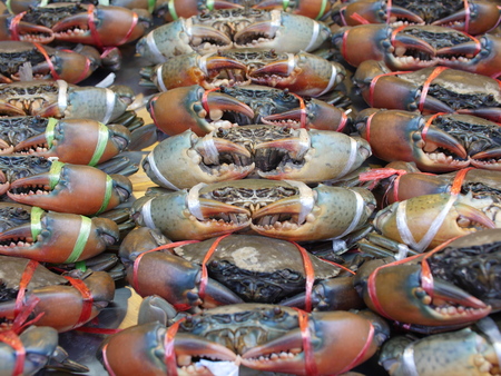 Mud crab or mangrove crab displayed at a restaurantの写真素材