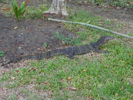 water monitor lizard (Varanus salvator) at Lumphini park, Bangkokの写真素材