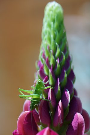Close-up of beautiful blooming red flower of the lupine and a grasshopperの写真素材