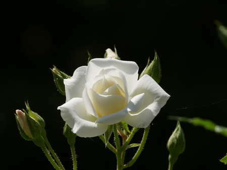Closeup of rose, Frau Karl Druschkiの写真素材