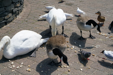 Birds at the lakeside of Windermere at Bowness-on-Windermereの写真素材