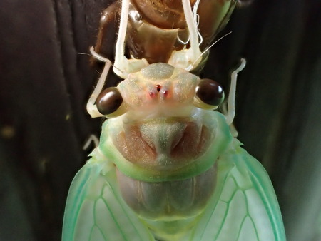 Closeup of cicada's face during emergence