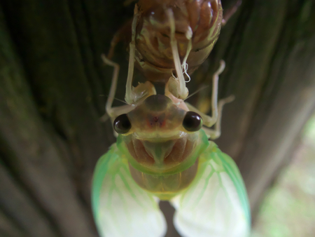 Closeup of Emergence of cicada