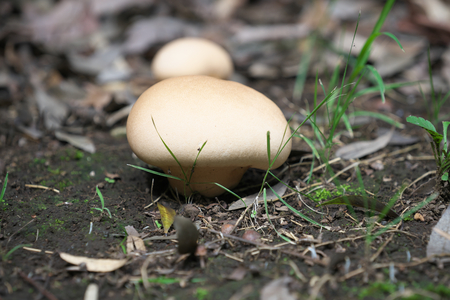 brain puffball or skull-shaped puffballの写真素材
