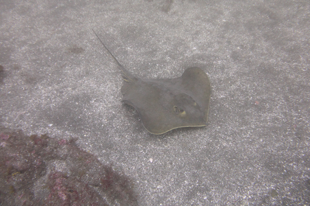 Red stingray at the bottom of seaの写真素材