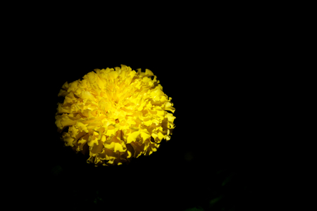 Calendula officinalis or Pot marigold on black backgroundの写真素材