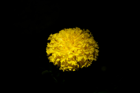 Calendula officinalis or Pot marigold on black backgroundの写真素材
