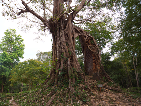 Sambor Prei Kuk is an archaeological site in Cambodia. It dates from the 7th century.の写真素材