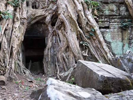 Siem Reap, Cambodia-December 23, 2017: The face of Buddha statue is recognized between the roots of Spung tree or tetrameles nudiflora in Ta Prohm Temple ruins in Siem Reap, Cambodia.の写真素材