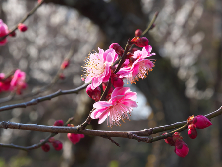 Tokyo, Japan-February 27, 2018: Ume blossom or Plum blossom, harbinger of the arrival of spring in Japanの写真素材