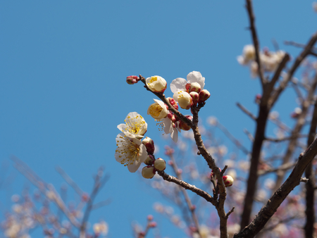 Ume blossom or Plum blossom, harbinger of the arrival of spring in Japanの写真素材