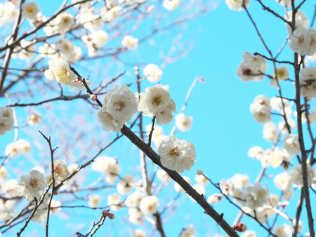 Ume blossom or Plum blossom, harbinger of the arrival of spring in Japanの写真素材