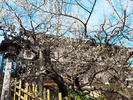 Tokyo, Japan-March 6, 2018: White Ume blossom or Plum blossom, harbinger of the arrival of spring, near Yushima shinto shrine in Tokyoのeditorial素材