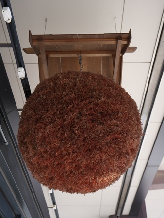 Gunma, Japan-March 17, 2018: Sugidama ball made from sprigs or twigs of Japanese cedar, traditionally hung in the eaves of sake breweriesの写真素材