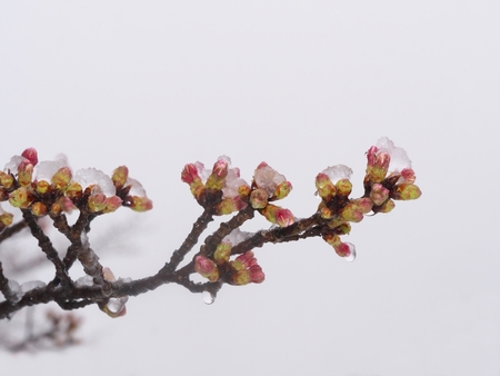 Tokyo, Japan-March 21, 2018: it snows much, When cheery blossoms are about to open up. It is rare to view snow and cherry blossoms at the same time.のeditorial素材