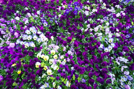 Tokyo, Japan-April 8, 2018: Flower carpet of pansies. Meadow with colorful violas.の写真素材