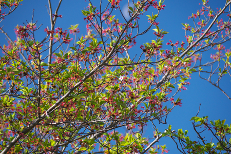 Tokyo, Japan-April 8, 2018: The last blossom on a cherry blossom or sakura tree.の写真素材