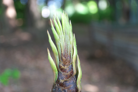 Tokyo, Japan-April 29, 2018: Drip from bamboo sprout or bamboo shoot is observed only early in the morning.の写真素材