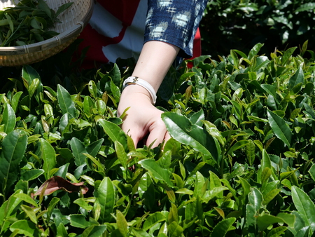 Shizuoka, Japan-June 3, 2018: Lady tea pickers, wearing traditional costume. pick tea in a tea field in Shizuoka, a famous place of green tea.のeditorial素材