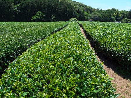 Shizuoka, Japan-June 3, 2018: Tea field in Shizuoka, a famous place of green tea.の写真素材
