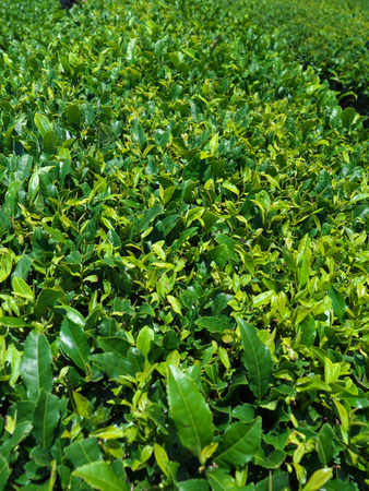 Shizuoka, Japan-June 3, 2018: Tea field in Shizuoka, a famous place of green tea.の写真素材
