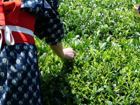 Shizuoka, Japan-June 3, 2018: Lady tea pickers, wearing traditional costume. pick tea in a tea field in Shizuoka, a famous place of green tea.のeditorial素材