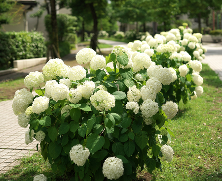 Tokyo, Japan-June 9, 2018: Hydrangea arborescens Annabelle or Hills-of-snow