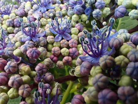 Closeup of Hydrangea macrophylla Blaumeiseの写真素材