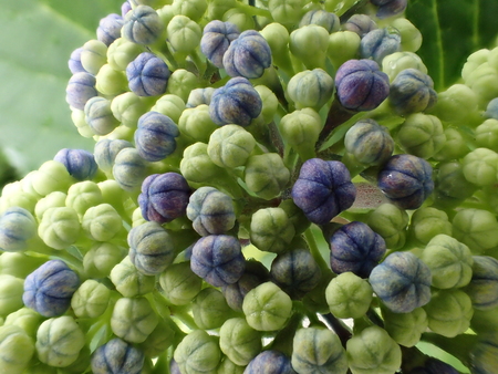 Closeup of Hydrangea macrophylla Blaumeise