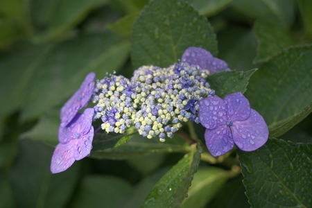 Closeup of Hydrangea macrophylla Blaumeiseの写真素材