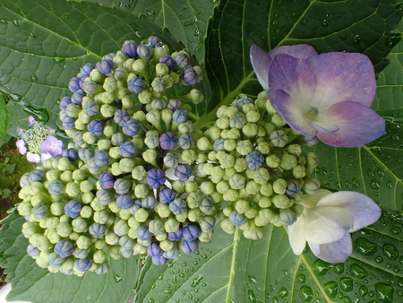 Closeup of Hydrangea macrophylla Blaumeiseの写真素材