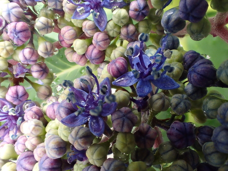 Closeup of Hydrangea macrophylla Blaumeiseの写真素材