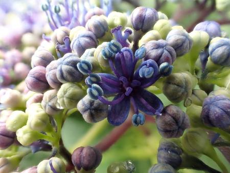 Closeup of Hydrangea macrophylla Blaumeiseの写真素材