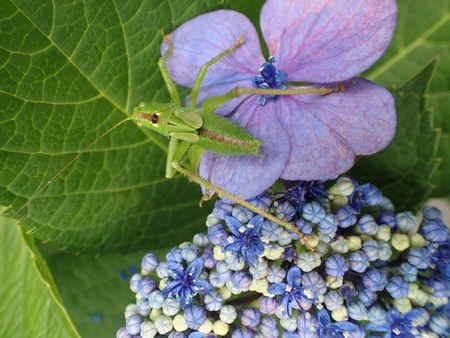 Tokyo, Japan-June 17, 2018: Closeup of Hydrangea macrophylla Blaumeise and locustのeditorial素材