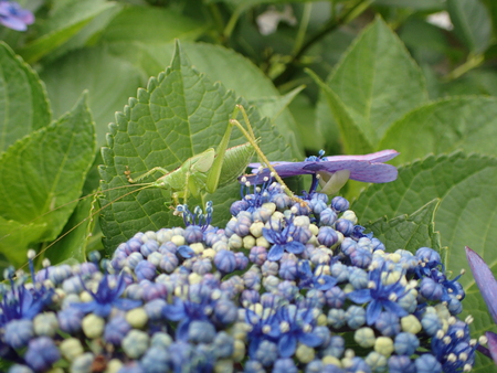 Tokyo, Japan-June 17, 2018: Closeup of Hydrangea macrophylla Blaumeise and locustのeditorial素材