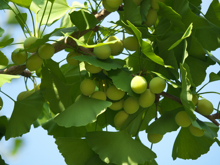 Tokyo, Japan-June 17, 2018: Ginkgo nuts have become bigger, but still green and immature.