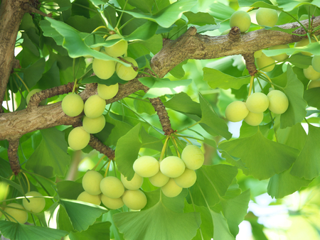 Tokyo, Japan-June 17, 2018: Ginkgo nuts have become bigger, but still green and immature.のeditorial素材
