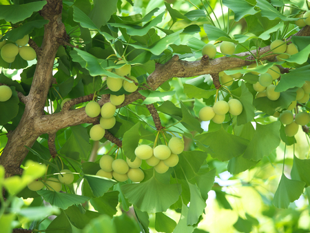 Tokyo, Japan-June 17, 2018: Ginkgo nuts have become bigger, but still green and immature.のeditorial素材