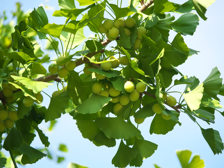 Tokyo, Japan-June 17, 2018: Ginkgo nuts have become bigger, but still green and immature.のeditorial素材