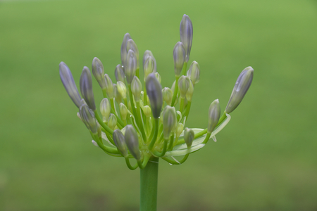 Agapanthus or African lily, summer-flowering perennial plant.の写真素材