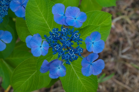 Hydrangea. Beauty in nature after the rain in the morningの写真素材