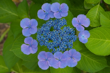 Hydrangea. Beauty in nature after the rain in the morning