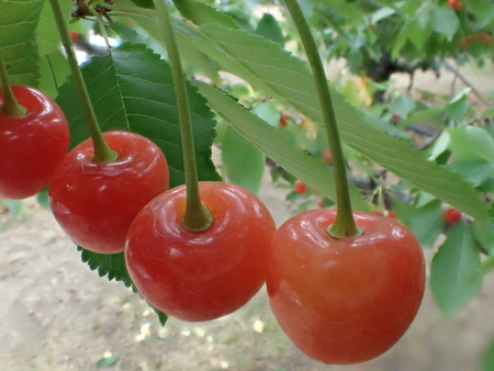 Gunma, Japan-June 28, 2018: Closeup of ripe cherries and leaves on cherry tree.のeditorial素材