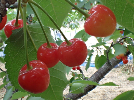 Gunma, Japan-June 28, 2018: Closeup of ripe cherries and leaves on cherry tree.のeditorial素材