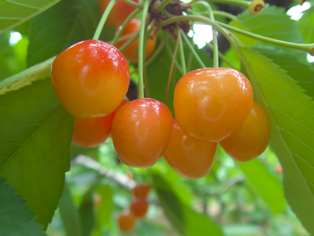 Gunma, Japan-June 28, 2018: Closeup of ripe cherries and leaves on cherry tree.のeditorial素材