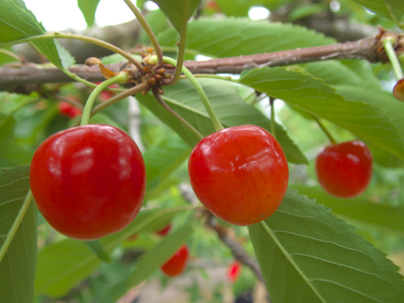 Gunma, Japan-June 28, 2018: Closeup of ripe cherries and leaves on cherry tree.のeditorial素材