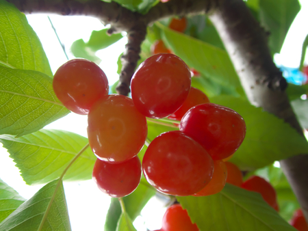 Gunma, Japan-June 28, 2018: Closeup of ripe cherries and leaves on cherry tree.のeditorial素材