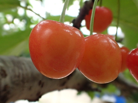 Gunma, Japan-June 28, 2018: Closeup of ripe cherries and leaves on cherry tree.のeditorial素材