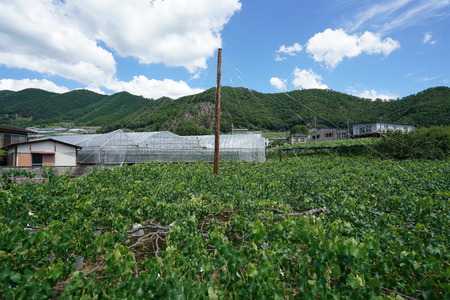 Yamanashi, Japan-June 30, 2018: Grapes hanging from Grape Trellis early in the summerのeditorial素材