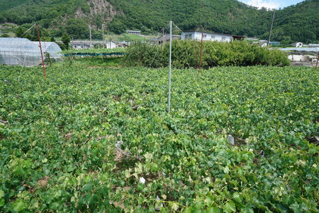 Yamanashi, Japan-June 30, 2018: Grapes hanging from Grape Trellis early in the summerのeditorial素材